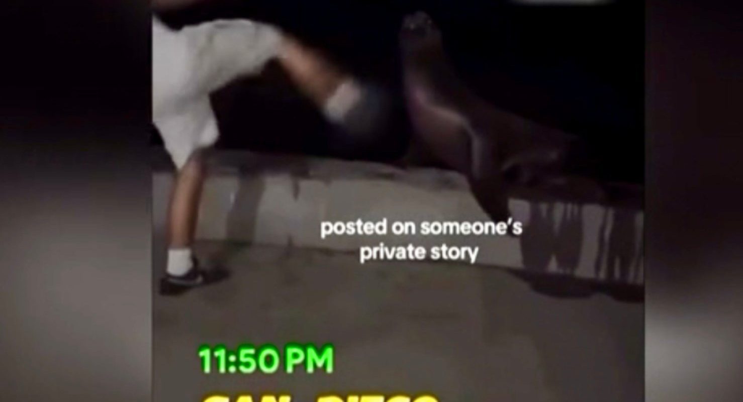 San Diego Man Denies Role in Viral Sea Lion Assault Video, Cites Misidentification