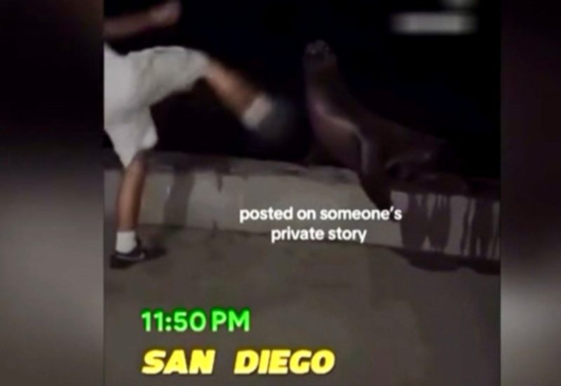 San Diego Man Denies Role in Viral Sea Lion Assault Video, Cites Misidentification